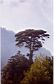 08 Cupressus_on the top.jpg
